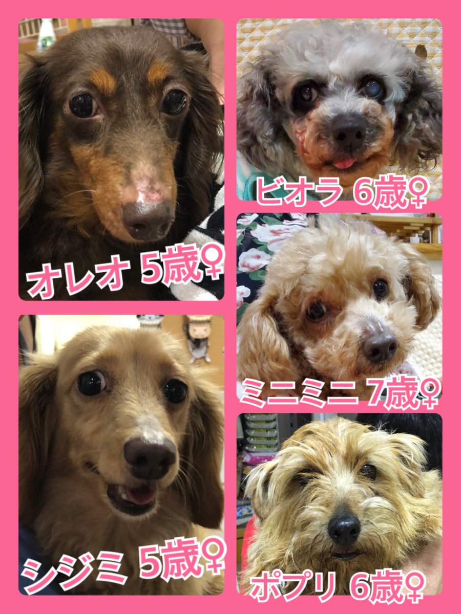 🐾今日の里親様募集中ワンコ🐶メンバーです🐾2020,5,20